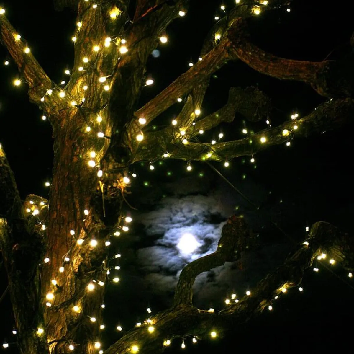 Juletrelys & Lysslynger>Trend Collection Utbygging Led slynge 50 lys 5,2 meter Svart